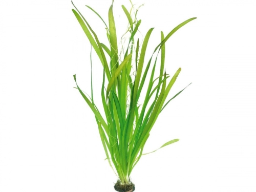 Vallisneria australis Gigantea - Wasserschraube